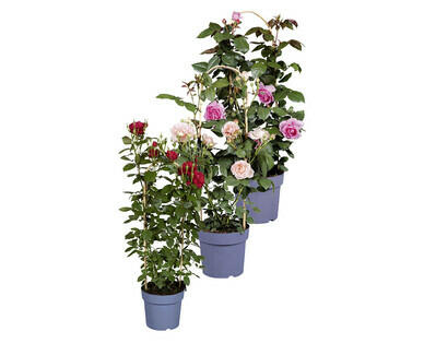 DUFTROSE
