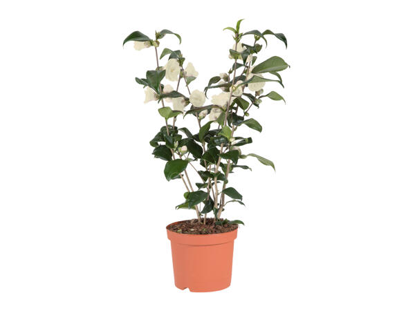Camellia