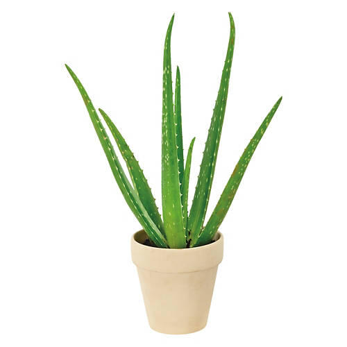 Aloe Vera Plant