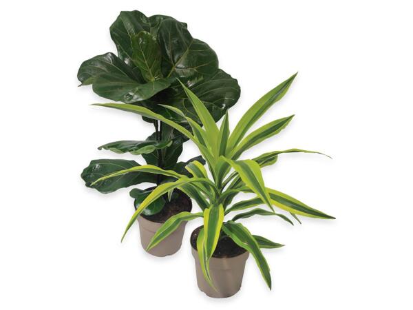 Green plants