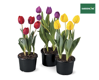 TULIPS 140MM