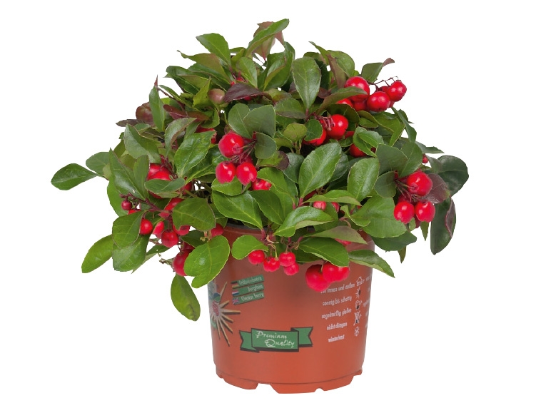 Gaultheria (Scheinbeere)