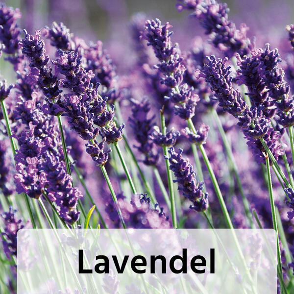 Gartenstauden-Mix