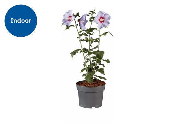Hibiscus