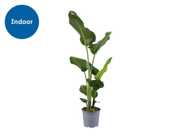 Banana Plant