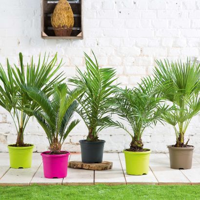 Palme
