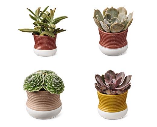 Petite Succulent Assorted Varieties