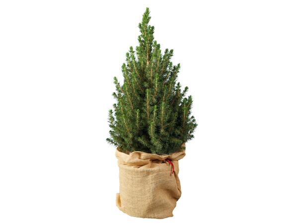 Potted Christmas Tree