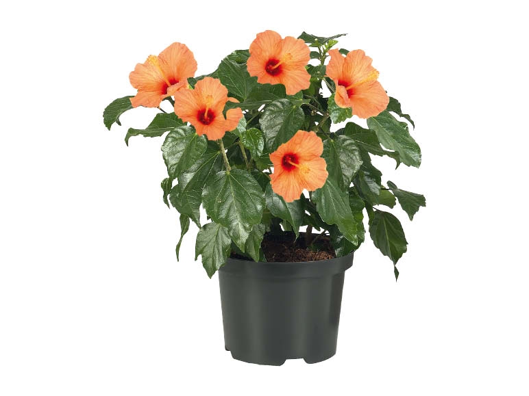 Buisson d'hibiscus (dès 16.6.)