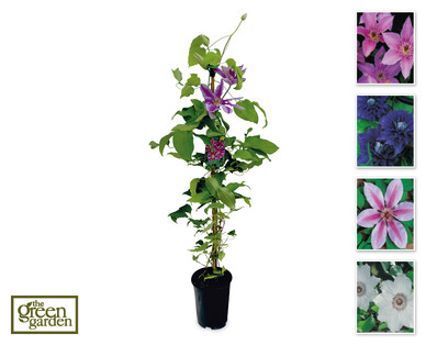 Hybrid Clematis