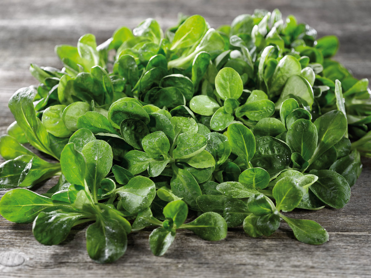 Österreichischer Vogerlsalat