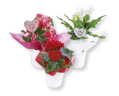 Esclusive piante in fiore