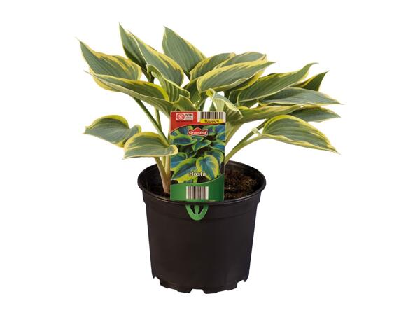 Hosta