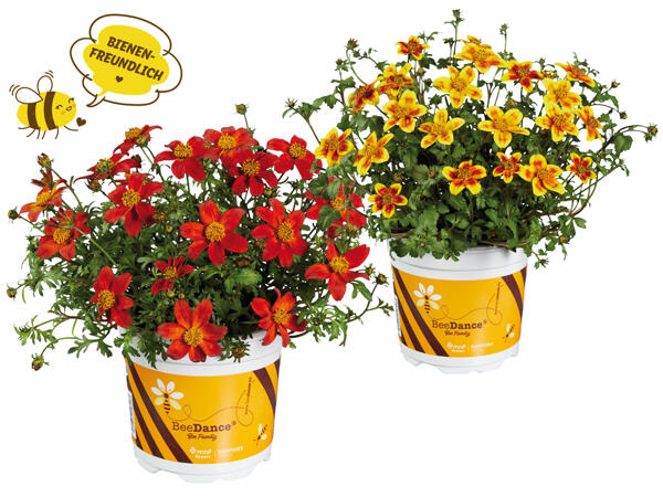 Bidens Beedance