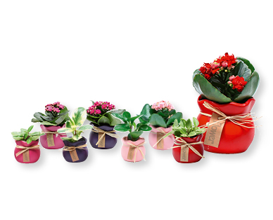 Plante automnale pour Halloween