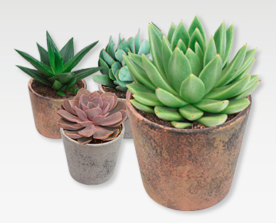 Succulentes