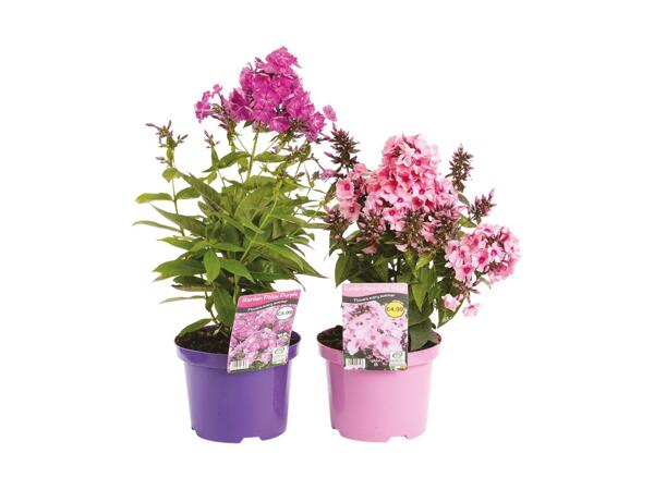 Garden Phlox