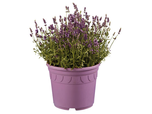Lavendel angustifolia