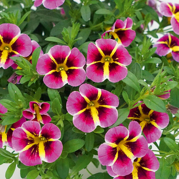 Calibrachoa "Rave(R)"