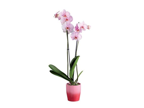 Orchidée couleur en pot céramique ou agrume sur espalier
