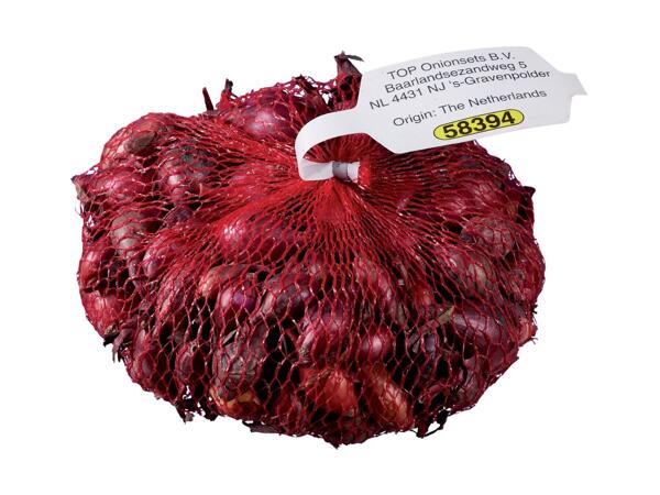 Onion Bulbs