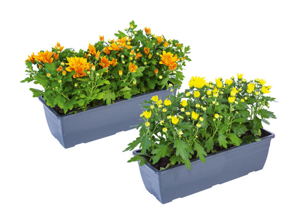 Jardinière de chrysanthèmes