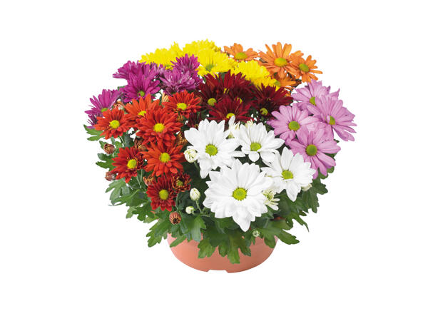 Chrysanthèmes " Carnaval "