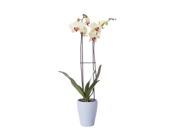 Twin Stem Orchid in Ceramic