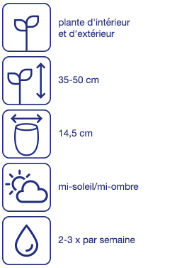 Arbuste méditerranéen