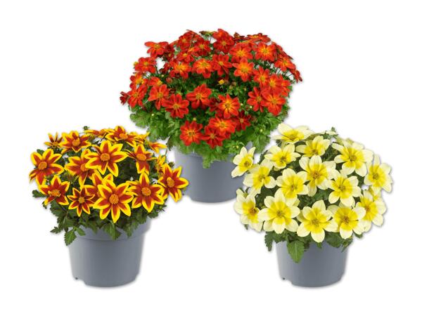 Bidens