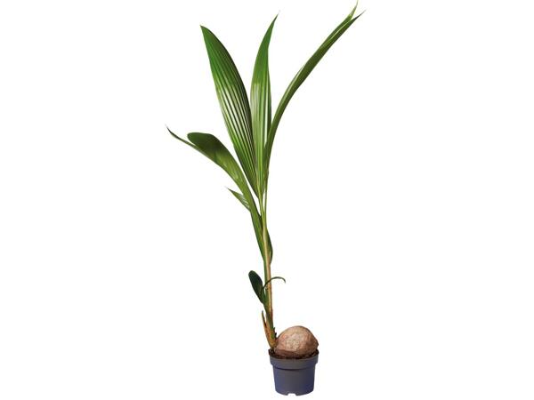 Kokospalme