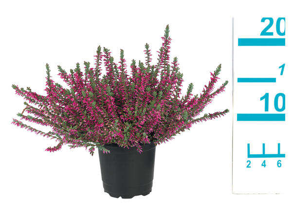 Small Flowering Heather