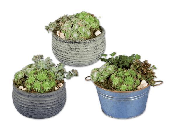 Sempervivum (Hauswurz) Trio