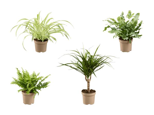 Plantes vertes