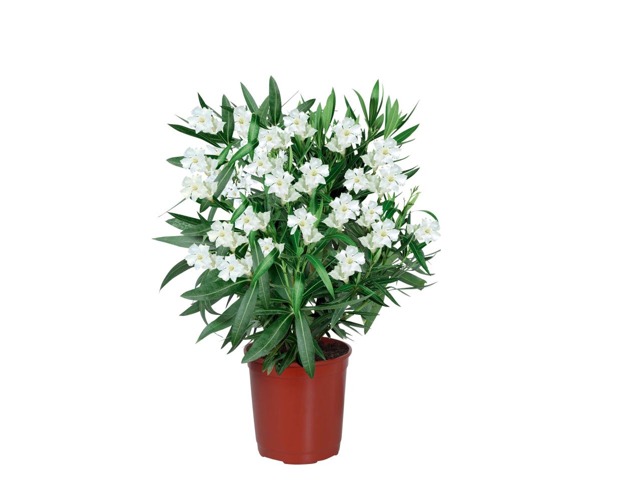 Oleander