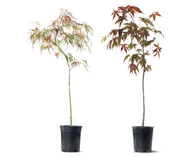 Japanese Maple Tree