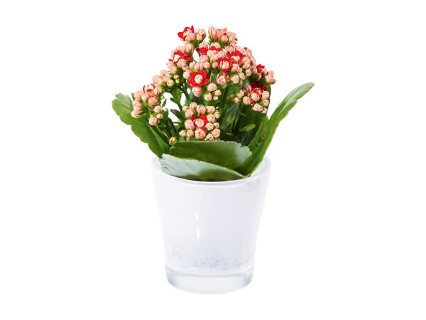 Kalanchoe