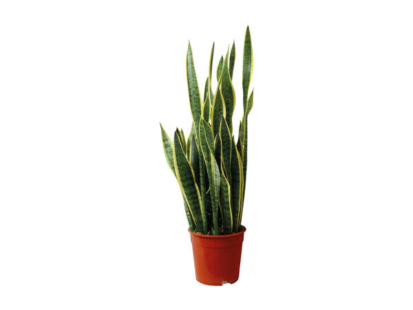 Sanseveria