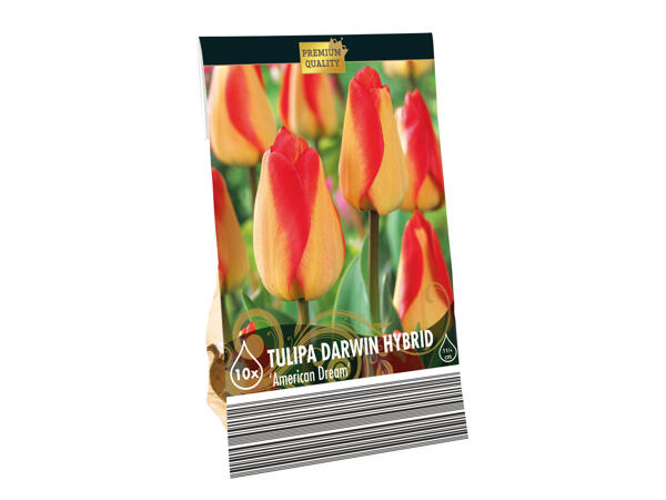 Premium Bulbs