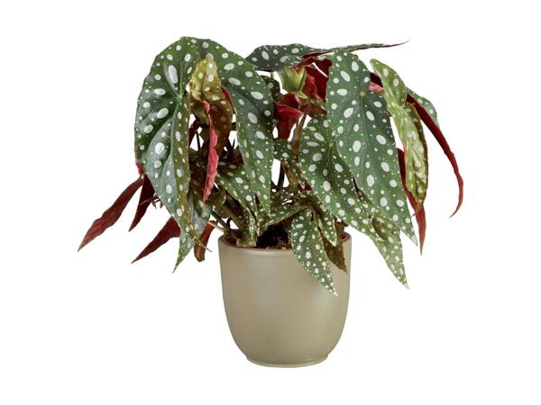 Begonia maculata