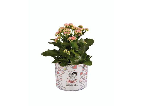 Blumenmix in Keramiktopf
