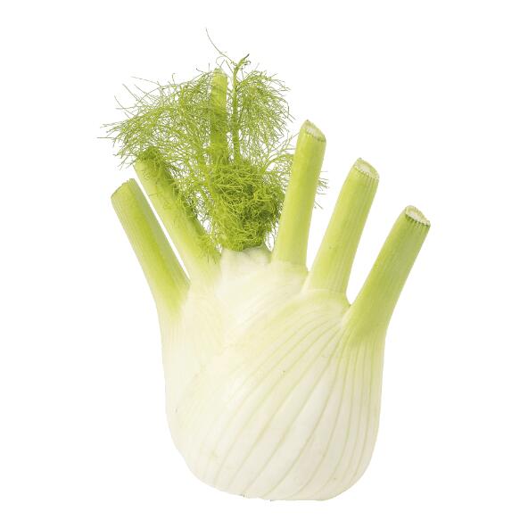 Fenouil