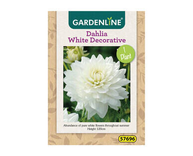 Dahlia or Gladioli Packet Bulbs