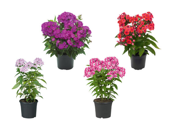 Phlox paniculata