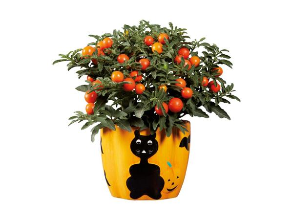 Pumpkin Plant