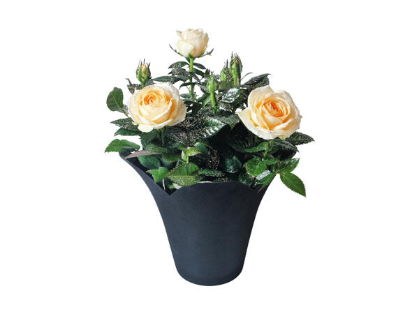 Nytårsrose med glimmer