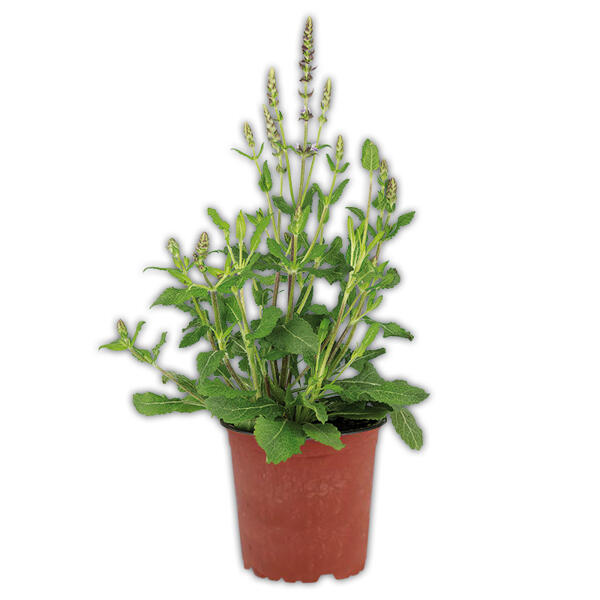 Bienenfreundliche Gartenpflanze