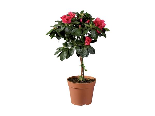 Azalea on Stem