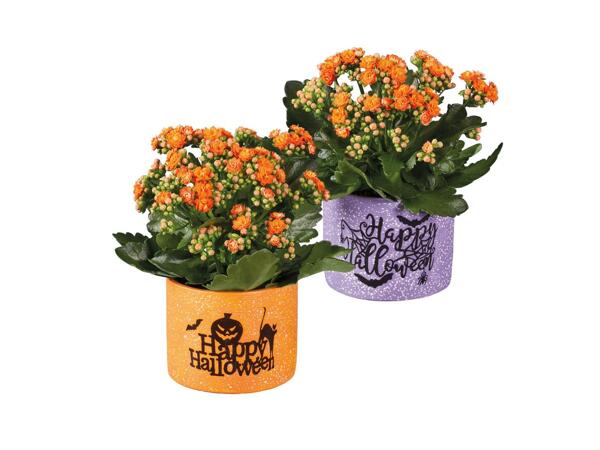 Kalanchoe In Halloween Pot