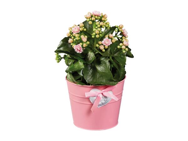 Kalanchoe